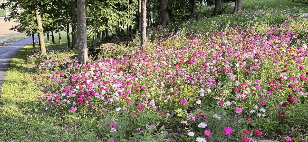 Wildflower meadows and shoreline restoration